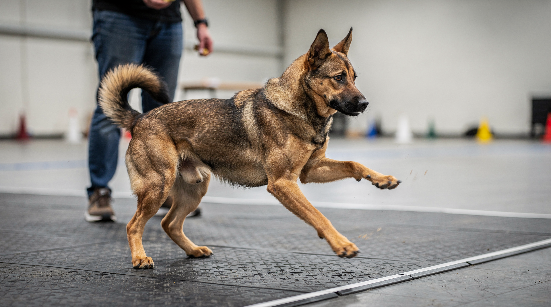 Introducing Your Dog to the World of Canine Freestyle