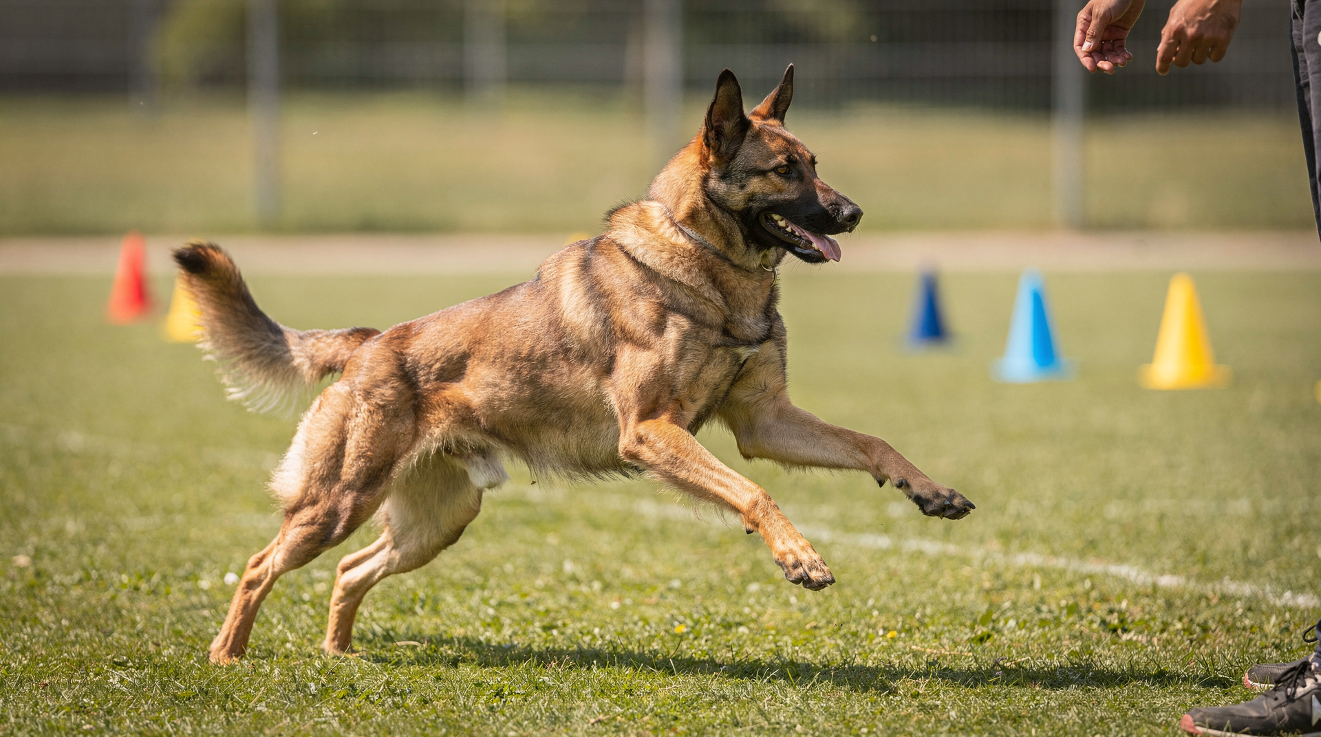 Introducing Your Dog to the World of Canine Freestyle
