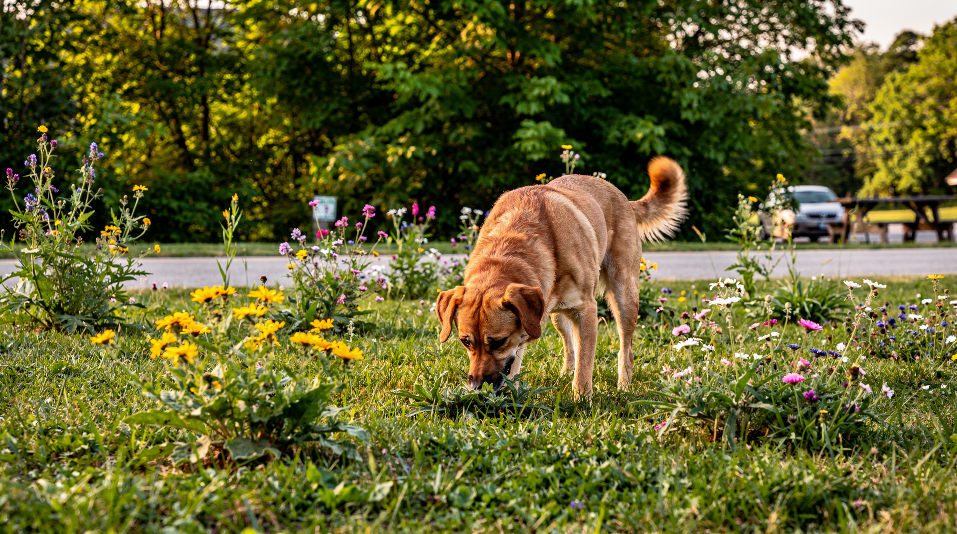 Traveling Safely with Your Dog - Tips for Road Trips