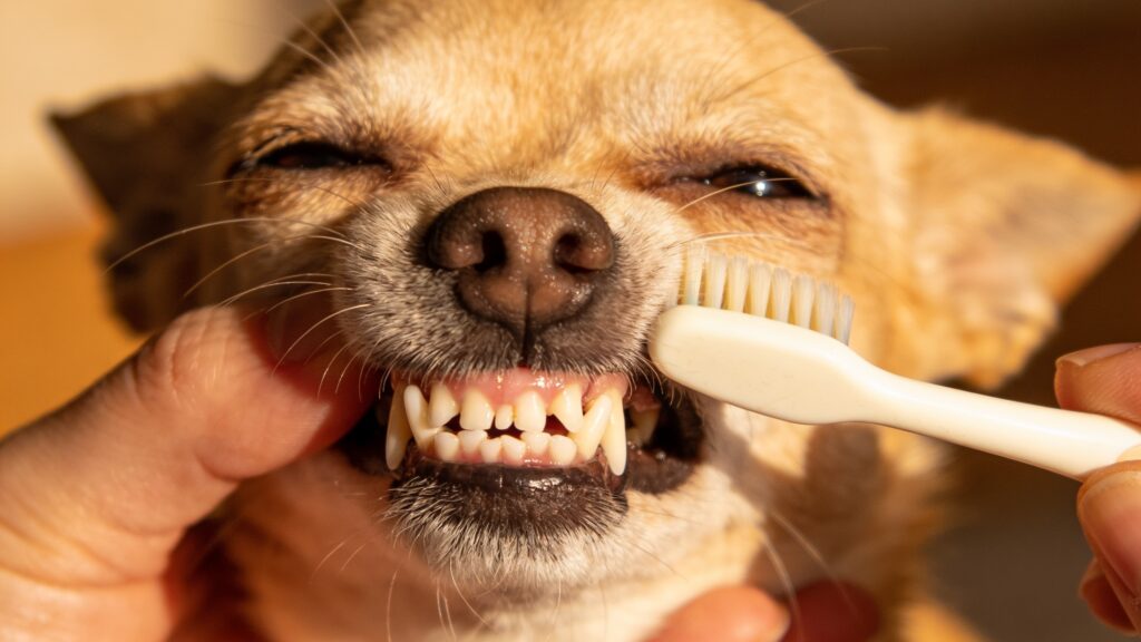 Canine Dental Care - Keeping Your Dog's Teeth Healthy
